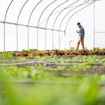 Produce from GVSU educational farm will be donated throughout growing season